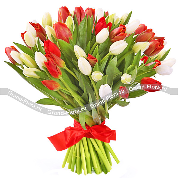 Фламенко 51 тюльпан